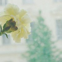 菊花头像图片