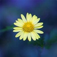 菊花头像图片