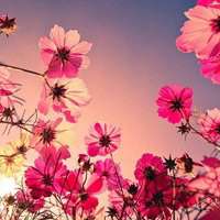 菊花头像图片