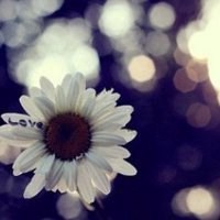 菊花头像图片
