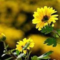 菊花头像图片