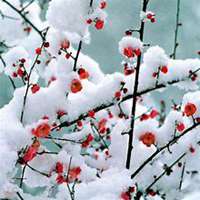 雪中梅花头像