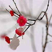 雪中梅花头像