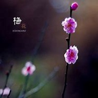 雪中梅花头像