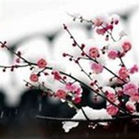 雪中梅花头像