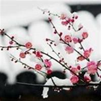 雪中梅花头像