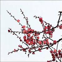 雪中梅花头像