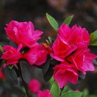 高清唯美杜鹃花头像图片