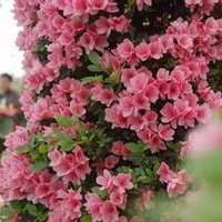 高清唯美杜鹃花头像图片