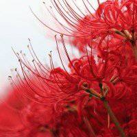 高清唯美杜鹃花头像图片