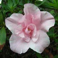 高清唯美杜鹃花头像图片