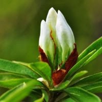 高清唯美杜鹃花头像图片