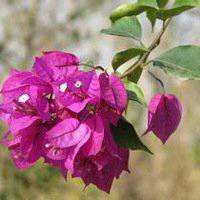 高清唯美杜鹃花头像图片