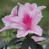 高清唯美杜鹃花头像图片