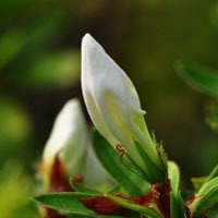 高清唯美杜鹃花头像图片