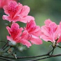 高清唯美杜鹃花头像图片