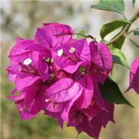 高清唯美杜鹃花头像图片