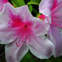 高清唯美杜鹃花头像图片