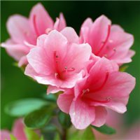 高清唯美杜鹃花头像图片