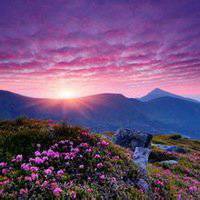 高清唯美杜鹃花头像图片