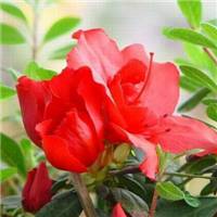 高清唯美杜鹃花头像图片