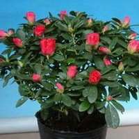 高清唯美杜鹃花头像图片