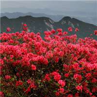 高清唯美杜鹃花头像图片