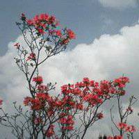 高清唯美杜鹃花头像图片