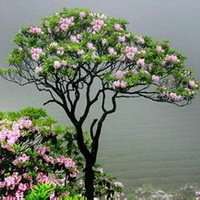 高清唯美杜鹃花头像图片