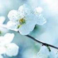 高清唯美杜鹃花头像图片