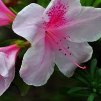 高清唯美杜鹃花头像图片