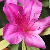 高清唯美杜鹃花头像图片