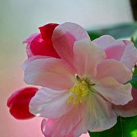 高清海棠花唯美头像