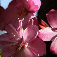 高清海棠花唯美头像