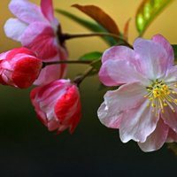 高清海棠花唯美头像