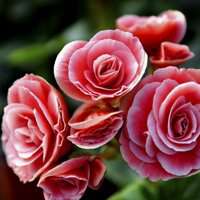 高清海棠花唯美头像