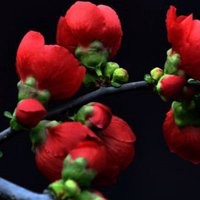 高清海棠花唯美头像