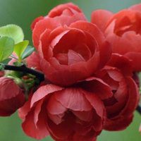 高清海棠花唯美头像