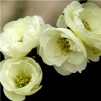 高清海棠花唯美头像