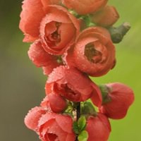 高清海棠花唯美头像