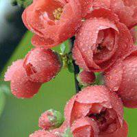 高清海棠花唯美头像