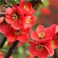 高清海棠花唯美头像