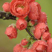 高清海棠花唯美头像