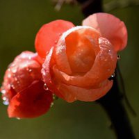 高清海棠花唯美头像