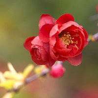 高清海棠花唯美头像