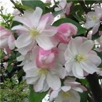 高清海棠花唯美头像