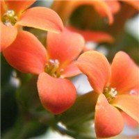 高清海棠花唯美头像