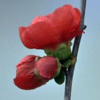 高清海棠花唯美头像