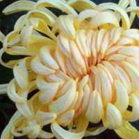 高清菊花图片头像