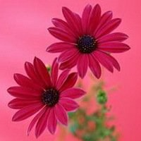 高清菊花图片头像